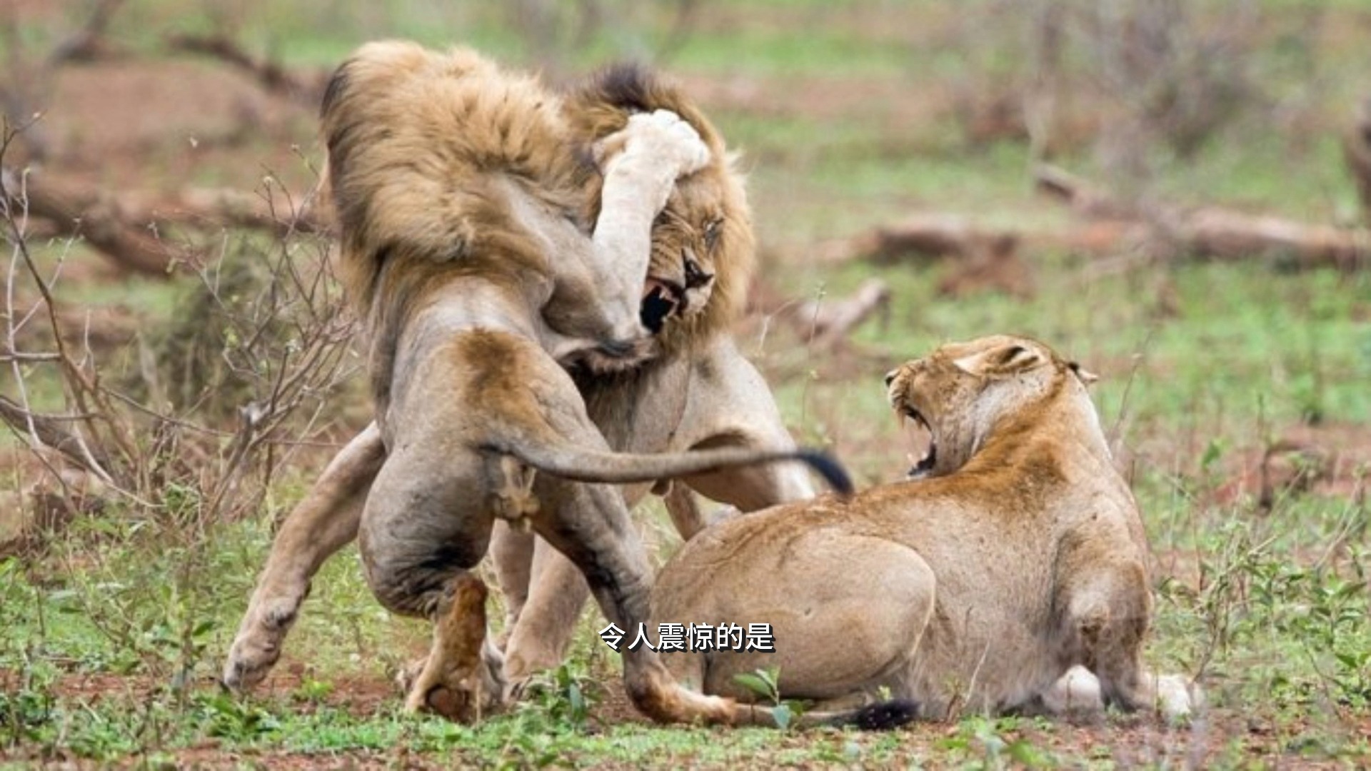 非洲球队实力强悍，各路豪雄纷纷败给对手